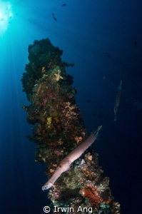 T H R E E - O F - T H E M
2 Trumpetfish (Aulostomus macu... by Irwin Ang 